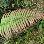 Blechnum cordatum ഇല