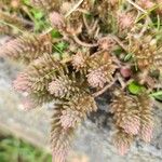 Petrosedum ochroleucum Foglia