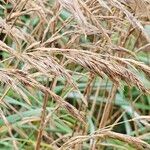 Calamagrostis epigejos Fruit