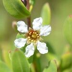 Pemphis acidula Flower