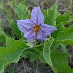 Solanum dimidiatum Fleur
