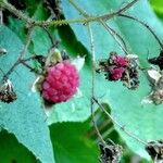 Rubus odoratus Hedelmä