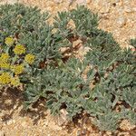 Lomatium mohavense Агульны выгляд