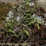 Asplenium x alternifolium 形態