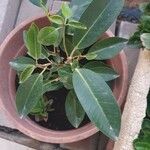 Ficus rubiginosa Foglia