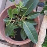 Ficus rubiginosa 葉