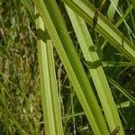 Carex lupuliformis Fulla