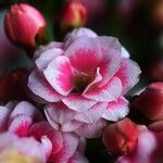 Kalanchoe aromatica Flower