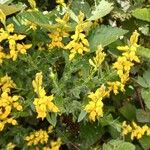 Genista germanica Цвят