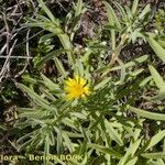 Asteriscus graveolens Habit