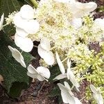 Hydrangea quercifoliaKvet