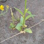 Nicotiana quadrivalvis Fulla