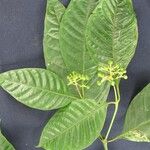 Palicourea acuminata Anders