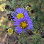 Symphyotrichum oblongifolium फूल