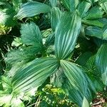 Veratrum lobelianum पत्ता