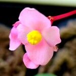 Begonia cucullata Virág