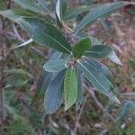 Salix alba Blatt