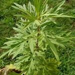 Aconitum napellusFolha