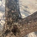 Gliricidia sepium Bark