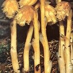 Monotropa hypopitys Облик