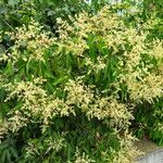 Ligustrum lucidum Характер