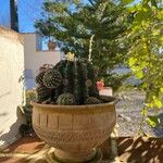 Echinopsis oxygona Hoja