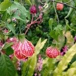 Abutilon megapotamicumЦветок