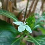 Ecbolium viride Flower