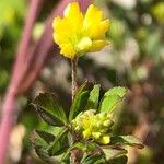 Trifolium dubium Fiore