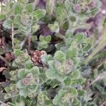 Erinus alpinus Hoja