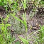 Hypochaeris albiflora Hábito