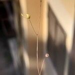 Utricularia subulataफूल