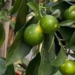 Citrus × aurantiifolia 果
