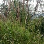 Calamagrostis canescens Folha