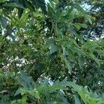 Vasconcellea quercifolia Yeri