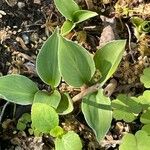 Hosta longipes Листок