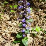 Ajuga reptans 整株植物