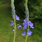 Veronica teucrium Квітка