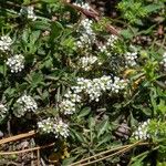 Lepidium oxyotum Alkat (teljes növény)