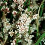 Cuscuta epithymum Diğer