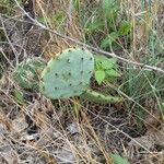 Opuntia engelmanniiLeaf