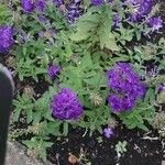 Verbena rigida Flower