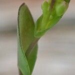 Thlaspi perfoliatum Arall