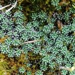 Saxifraga squarrosa Leaf