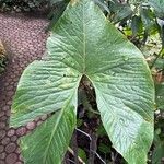 Cyrtosperma johnstonii Leaf