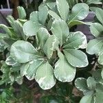 Pittosporum tenuifolium 葉