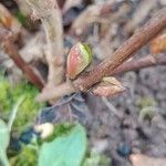 Hydrangea macrophylla List