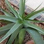 Aloe bulbillifera برگ