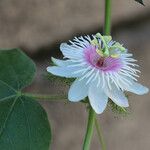 Passiflora foetida Žiedas