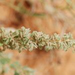 Euphorbia scordiifolia Lapas